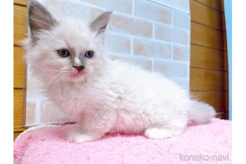 成約済の東京都のラグドール-45316の3枚目
