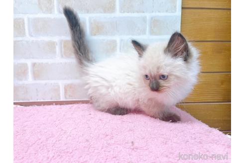 成約済の東京都のラグドール-45314の16枚目