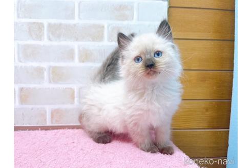 成約済の東京都のラグドール-45314の20枚目