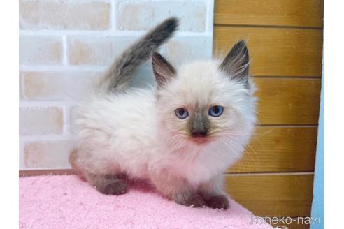 成約済の東京都のラグドール-45314の19枚目