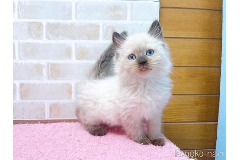 成約済の東京都のラグドール-45314の18枚目