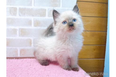 成約済の東京都のラグドール-45314の17枚目