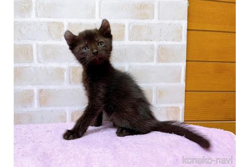 成約済の東京都のアメリカンカール-45308の5枚目