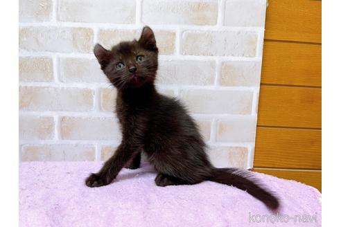 成約済の東京都のアメリカンカール-45308の6枚目