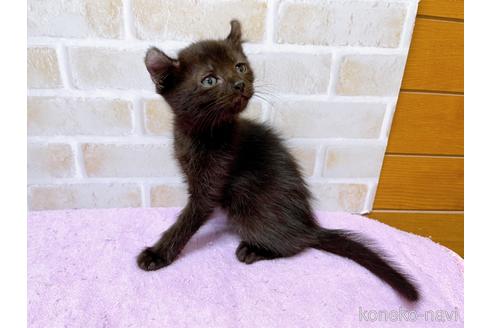 成約済の東京都のアメリカンカール-45308の8枚目