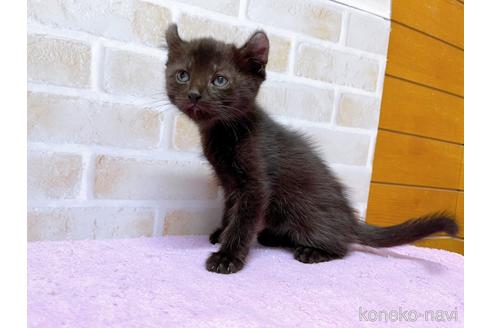 成約済の東京都のアメリカンカール-45308の9枚目