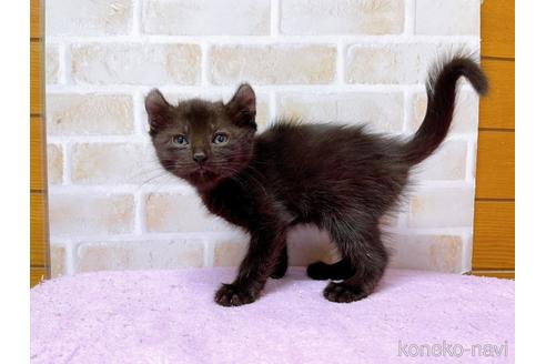 成約済の東京都のアメリカンカール-45308の10枚目