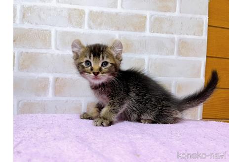 成約済の東京都のアメリカンカール-45307の5枚目