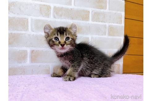 成約済の東京都のアメリカンカール-45307の6枚目