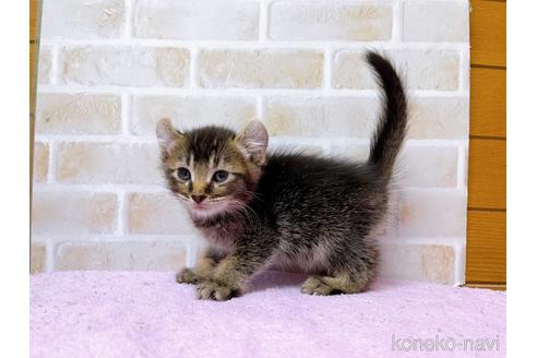 成約済の東京都のアメリカンカール-45307の7枚目