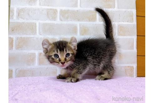 成約済の東京都のアメリカンカール-45307の8枚目