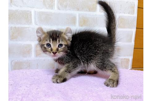 成約済の東京都のアメリカンカール-45307の2枚目