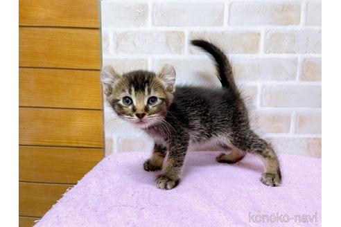 成約済の東京都のアメリカンカール-45307の1枚目