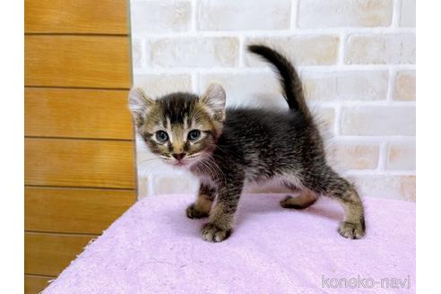 成約済の東京都のアメリカンカール-45307の3枚目