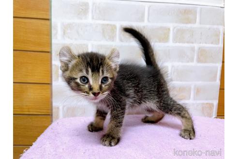 成約済の東京都のアメリカンカール-45307の4枚目