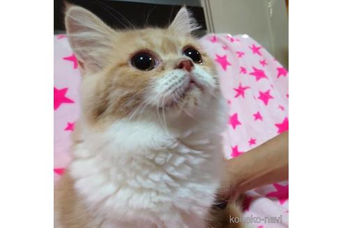 成約済の愛知県のスコティッシュフォールド-45338