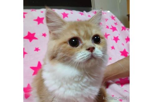 成約済の愛知県のスコティッシュフォールド-45338の3枚目