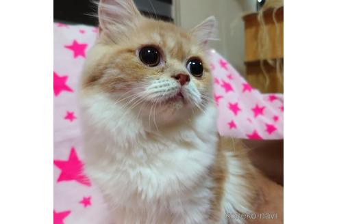 成約済の愛知県のスコティッシュフォールド-45338の2枚目