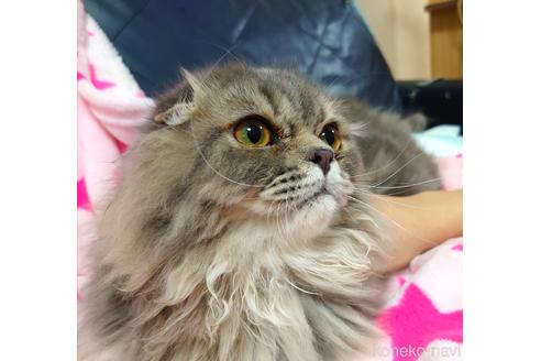 成約済の愛知県のスコティッシュフォールド(折れ耳)-43349の4枚目