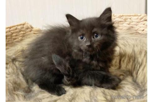成約済の香川県のノルウェージャンフォレストキャット-45439