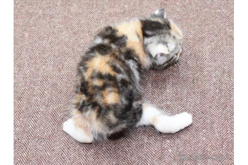 成約済の愛知県のスコティッシュフォールド-45453の5枚目