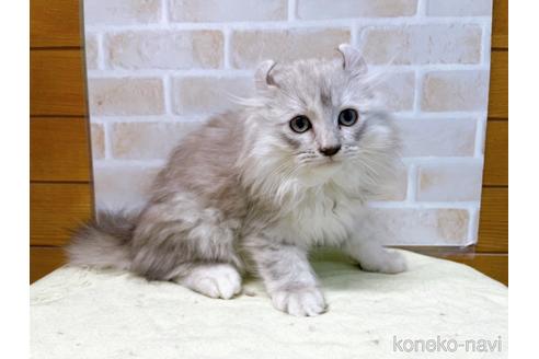成約済の東京都のキンカロー-42418の4枚目