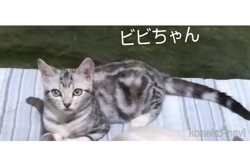 ビビちゃんちゃん1枚目