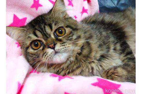 成約済の愛知県のスコティッシュフォールド-37891の1枚目