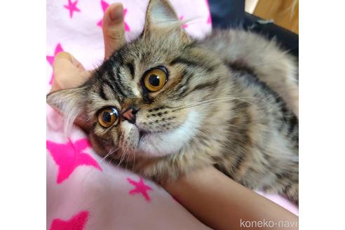 成約済の愛知県のスコティッシュフォールド-37891の5枚目