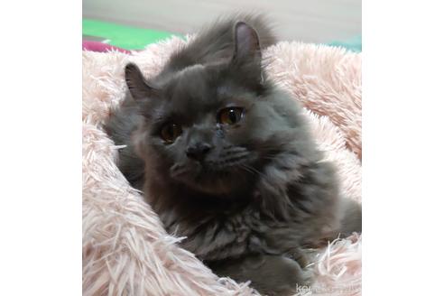 成約済の愛知県のミヌエット-43623の2枚目