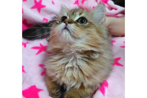 成約済の愛知県のペルシャ(チンチラ)-45333の5枚目