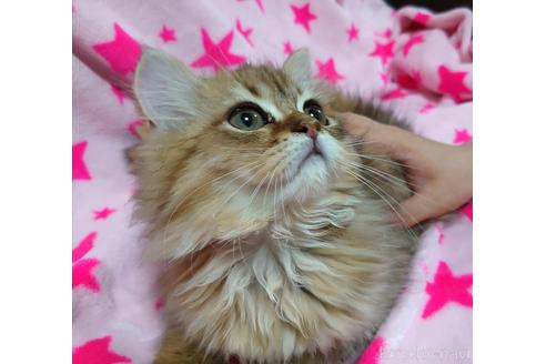 成約済の愛知県のペルシャ(チンチラ)-45333の4枚目