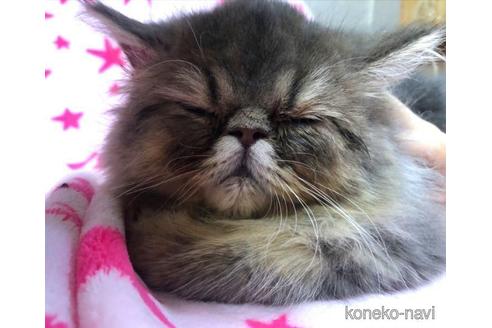 成約済の愛知県のエキゾチックショートヘア-45758の2枚目