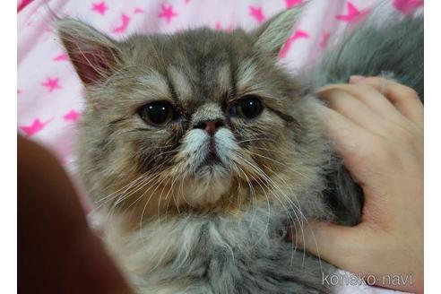 成約済の愛知県のエキゾチックショートヘア-45758の3枚目