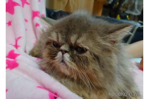 成約済の愛知県のエキゾチックショートヘア-45758の4枚目