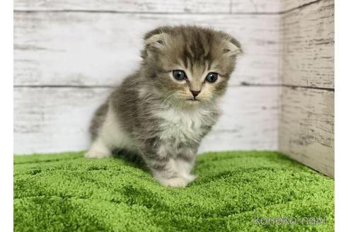成約済の三重県のスコティッシュフォールド(折れ耳)-45790の3枚目
