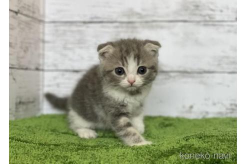 成約済の三重県のスコティッシュフォールド(折れ耳)-45791の2枚目