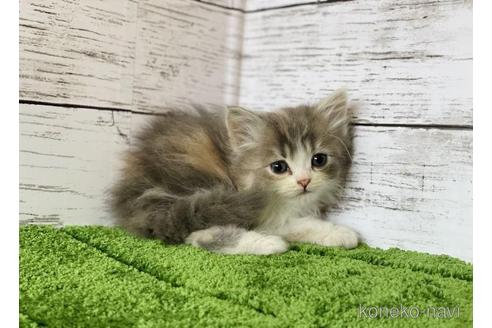 成約済の三重県のスコティッシュフォールド-45795の1枚目