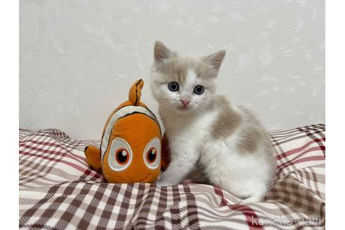 成約済の埼玉県のスコティッシュフォールド-42735の23枚目