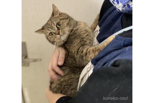販売中の大阪府のスコティッシュストレート-45874