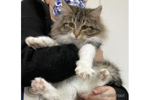 成約済の大阪府のノルウェージャンフォレストキャット-45877の3枚目