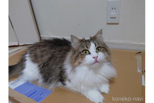 ののノルウェージャンフォレストキャット-