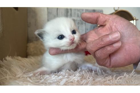 成約済の埼玉県のラグドール-45968の2枚目