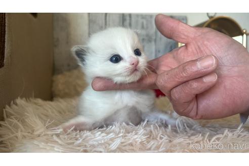 成約済の埼玉県のラグドール-45968の1枚目