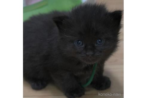 成約済の茨城県のノルウェージャンフォレストキャット-46010の4枚目