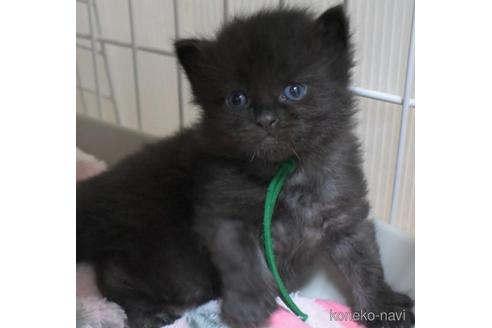 成約済の茨城県のノルウェージャンフォレストキャット-46010の1枚目