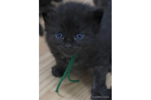 成約済の茨城県のノルウェージャンフォレストキャット-46010の2枚目