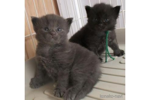 成約済の茨城県のノルウェージャンフォレストキャット-46011の4枚目