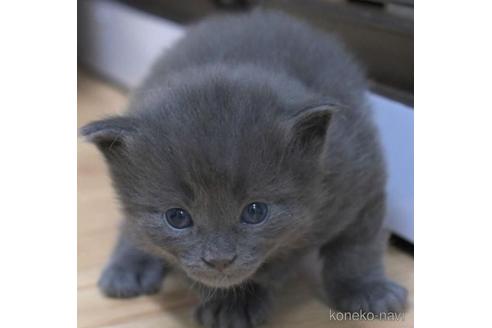 成約済の茨城県のノルウェージャンフォレストキャット-46011の2枚目