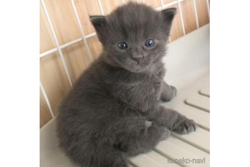 成約済の茨城県のノルウェージャンフォレストキャット-46011の3枚目